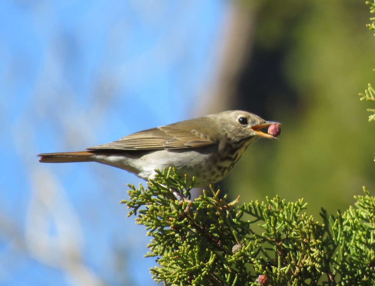 Hermit Thrush - ML527388881