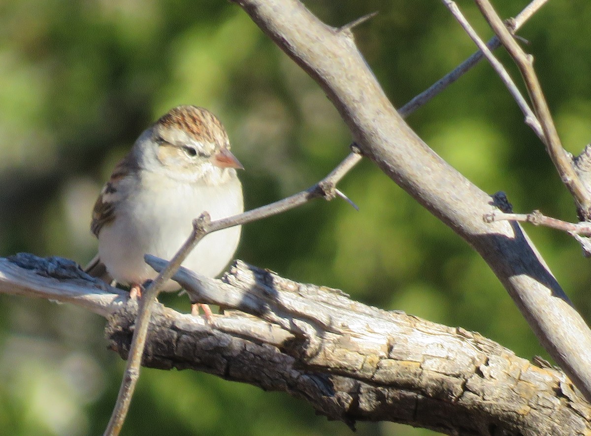 Chipping Sparrow - ML527388971