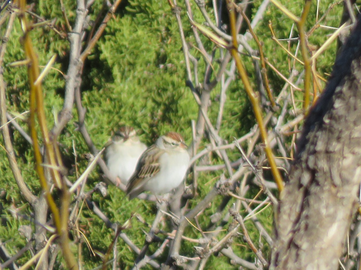 Chipping Sparrow - Anthony  Hewetson