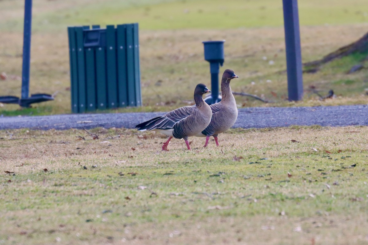 Pink-footed Goose - ML527389221