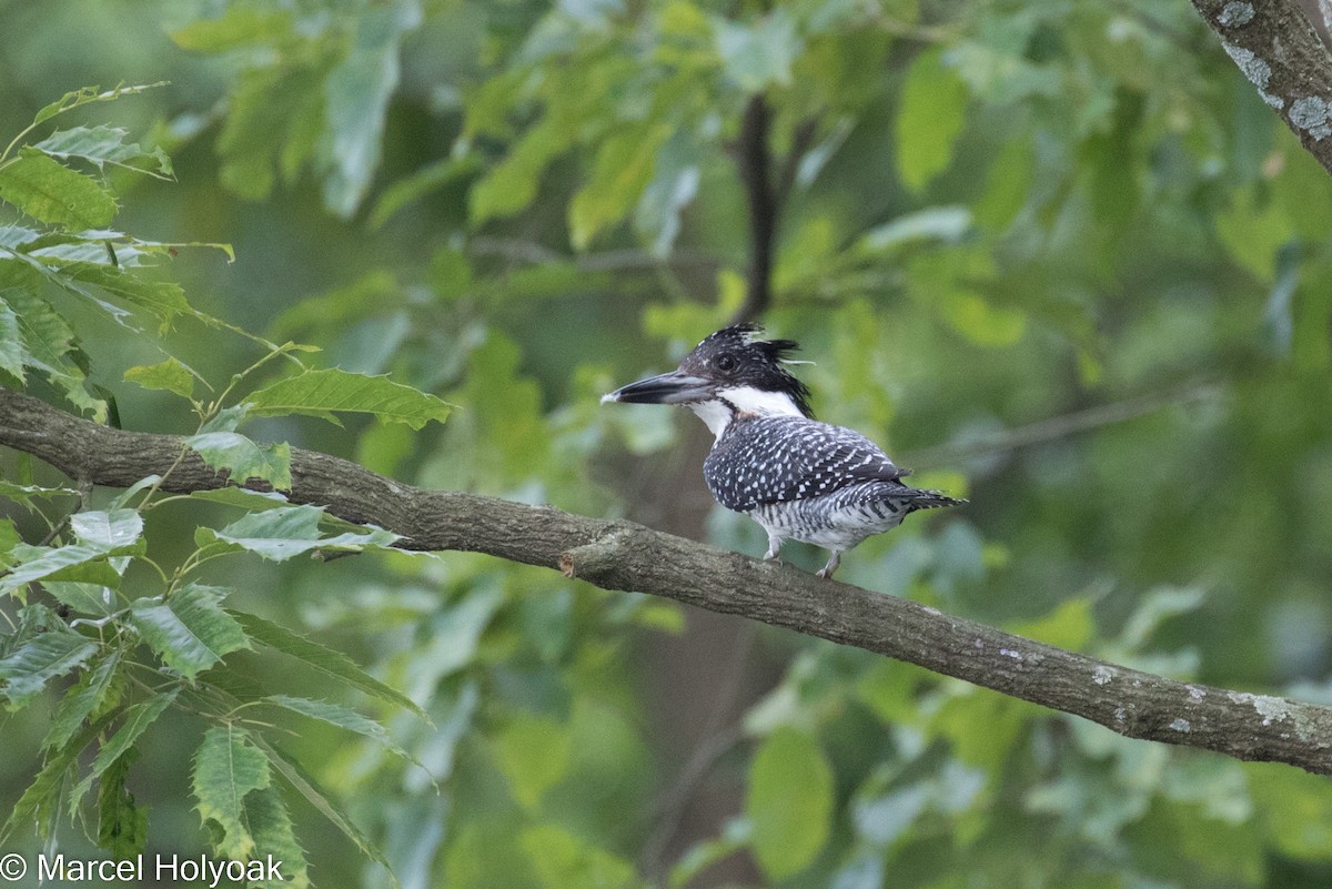 Crested Kingfisher - Marcel Holyoak