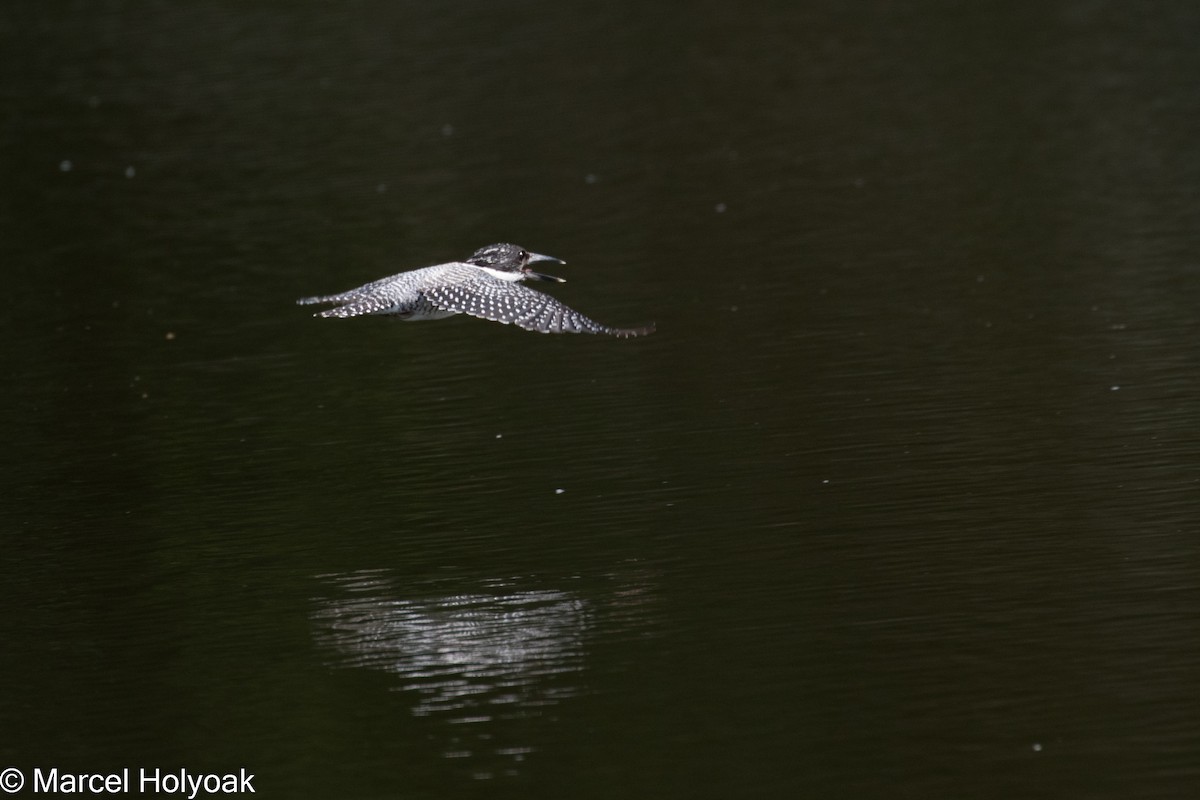 Crested Kingfisher - Marcel Holyoak