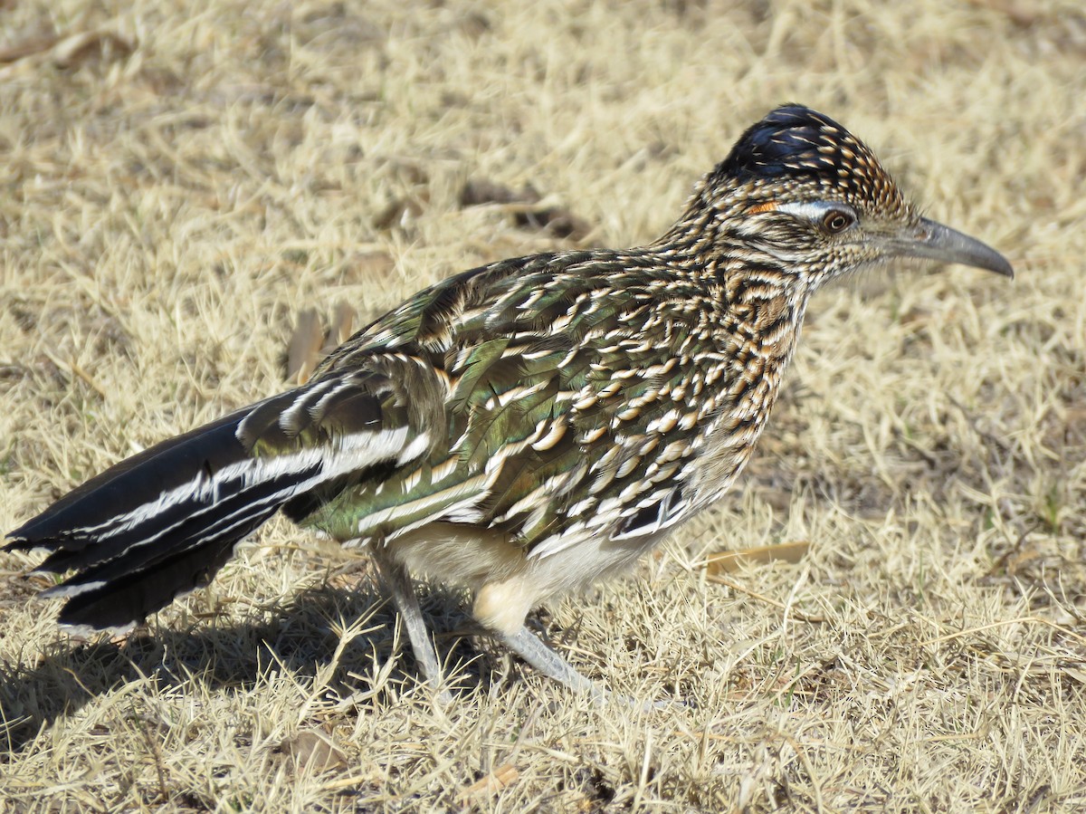 Greater Roadrunner - Anthony  Hewetson