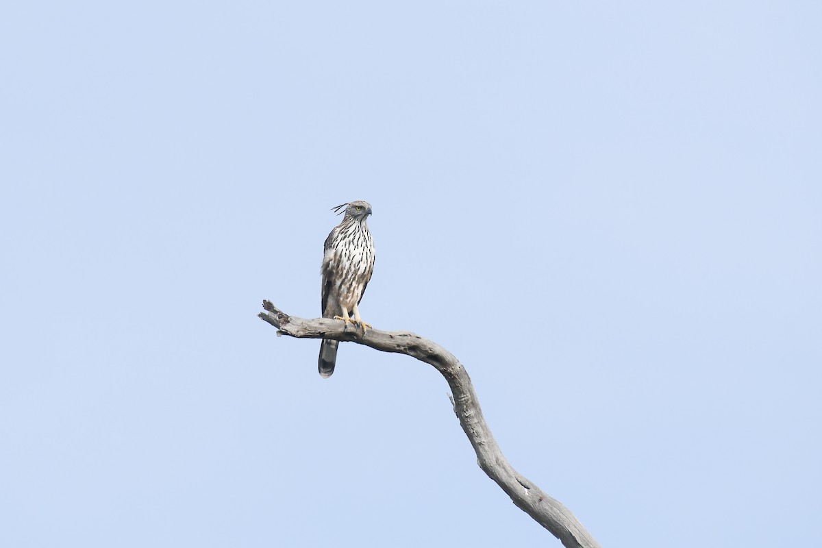 Changeable Hawk-Eagle - ML527391171