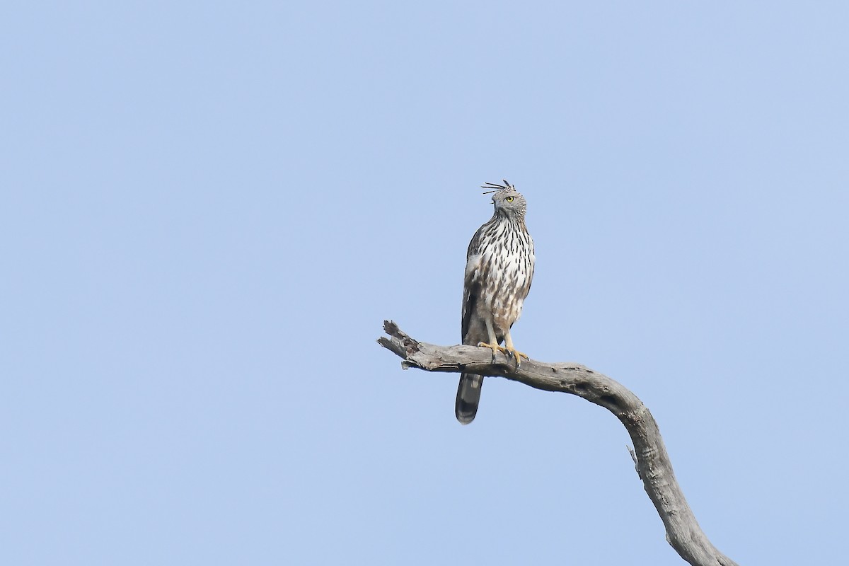 Changeable Hawk-Eagle - ML527391511