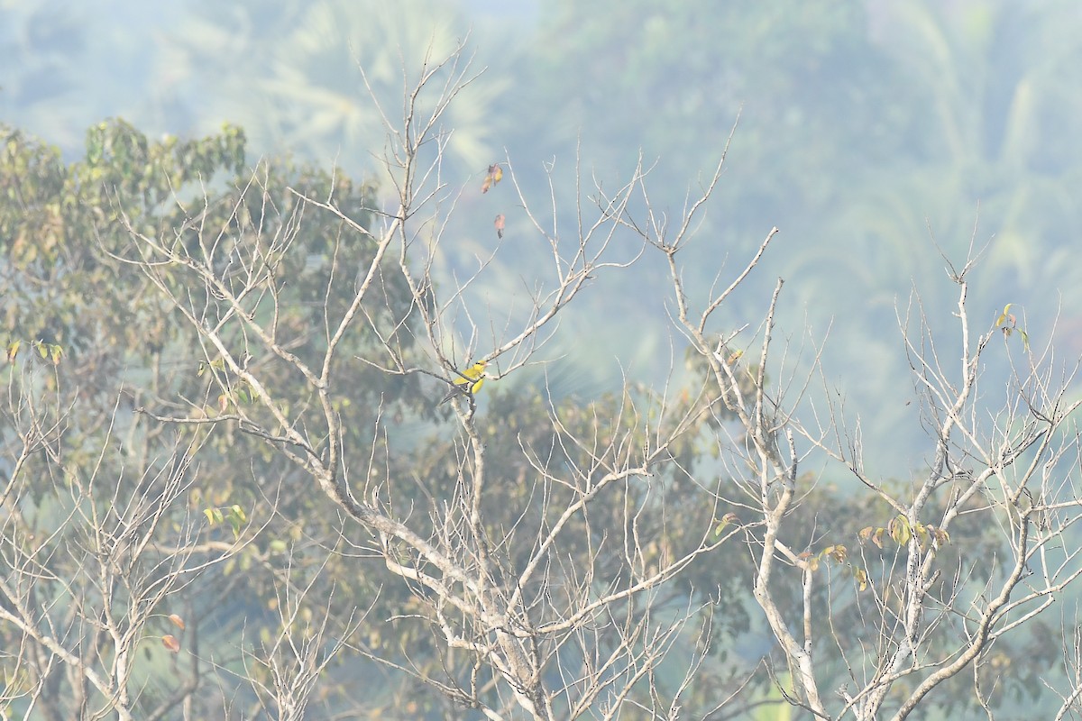 Black-naped Oriole - ML527391601