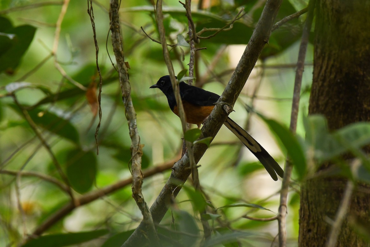 White-rumped Shama - PRASHANTHA KRISHNA M C