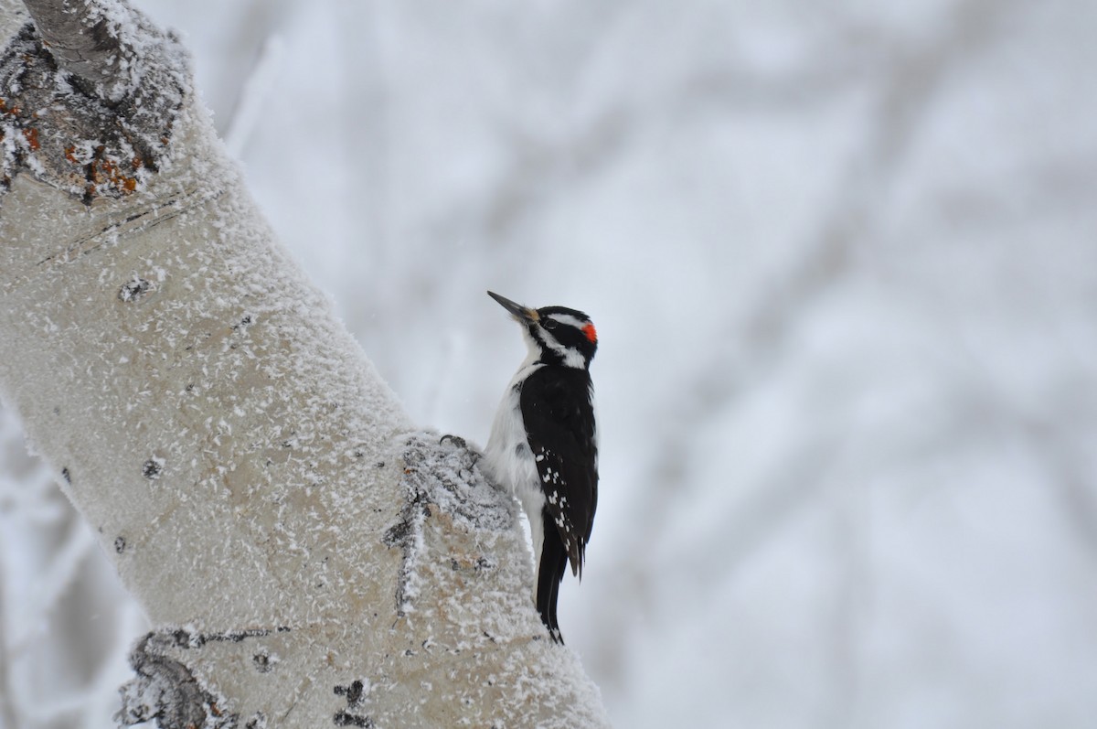 Hairy Woodpecker - Nate Brown