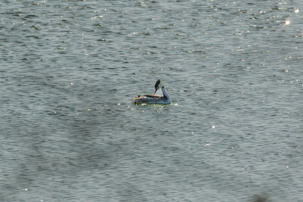 Great Crested Grebe - ML527393941