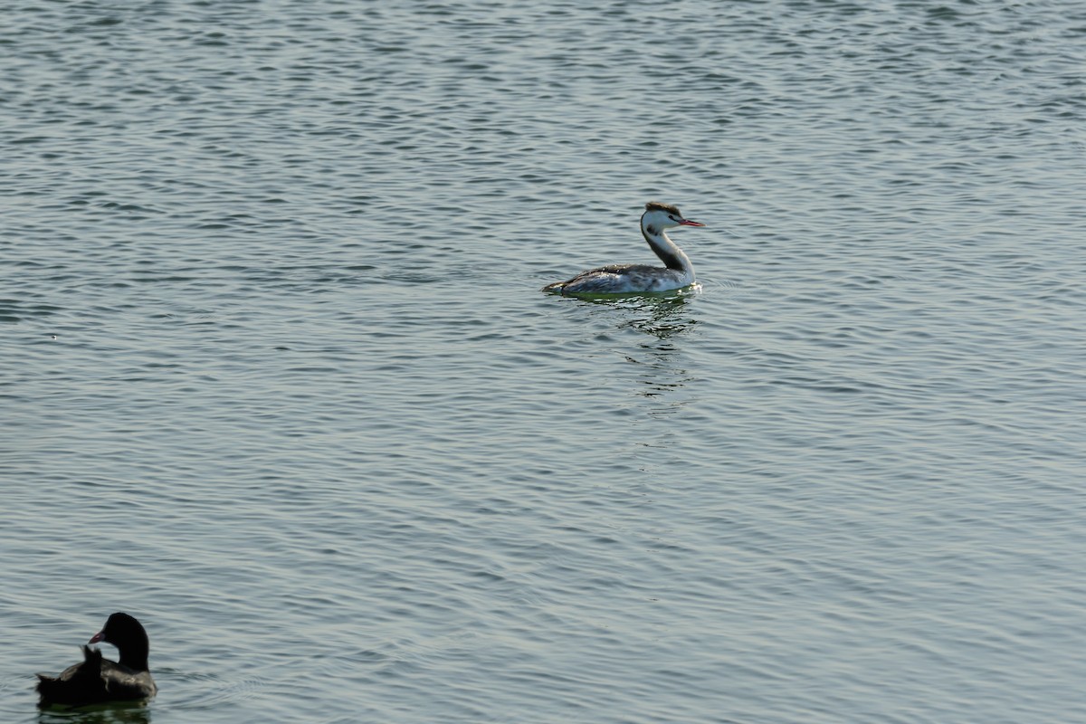 Great Crested Grebe - ML527393951