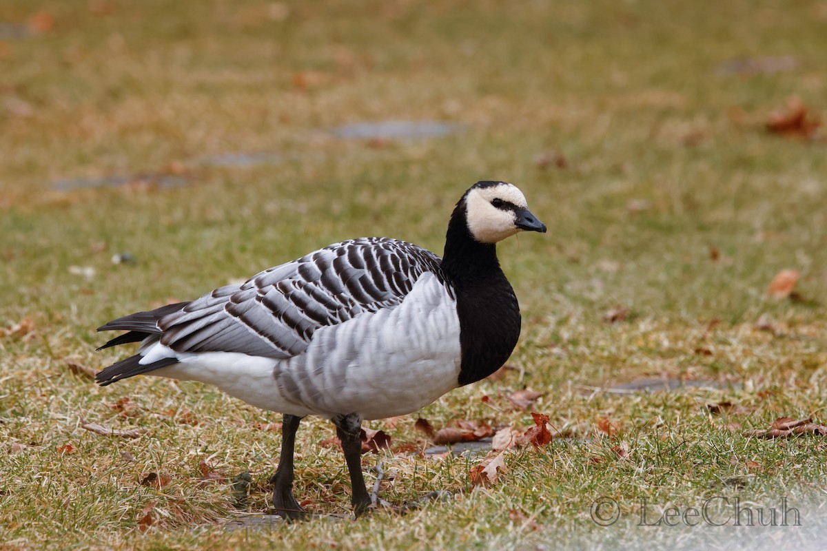 Barnacle Goose - ML527394181