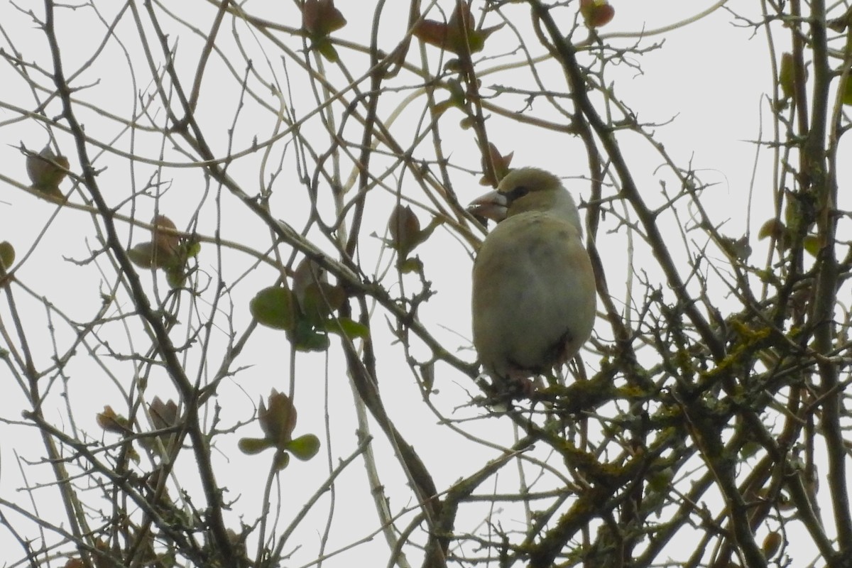 Hawfinch - ML527395301