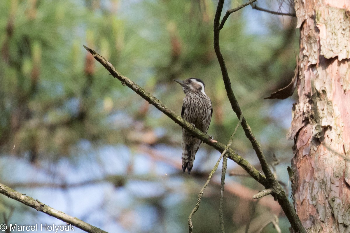 Gray-capped Pygmy Woodpecker - ML527395461