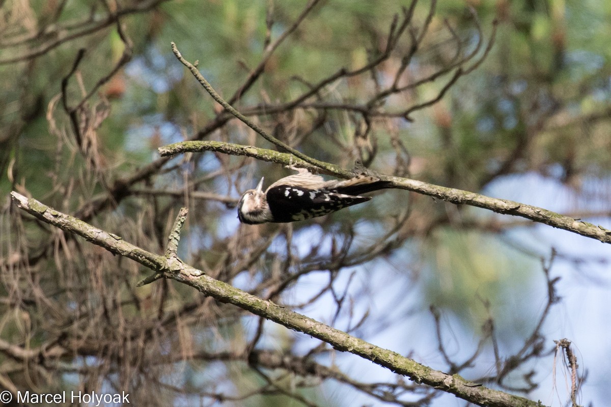 Gray-capped Pygmy Woodpecker - ML527395471