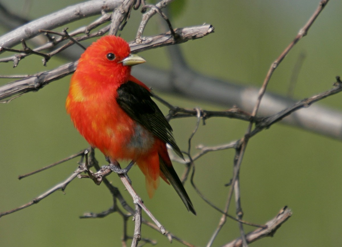 Scarlet Tanager - ML52739651