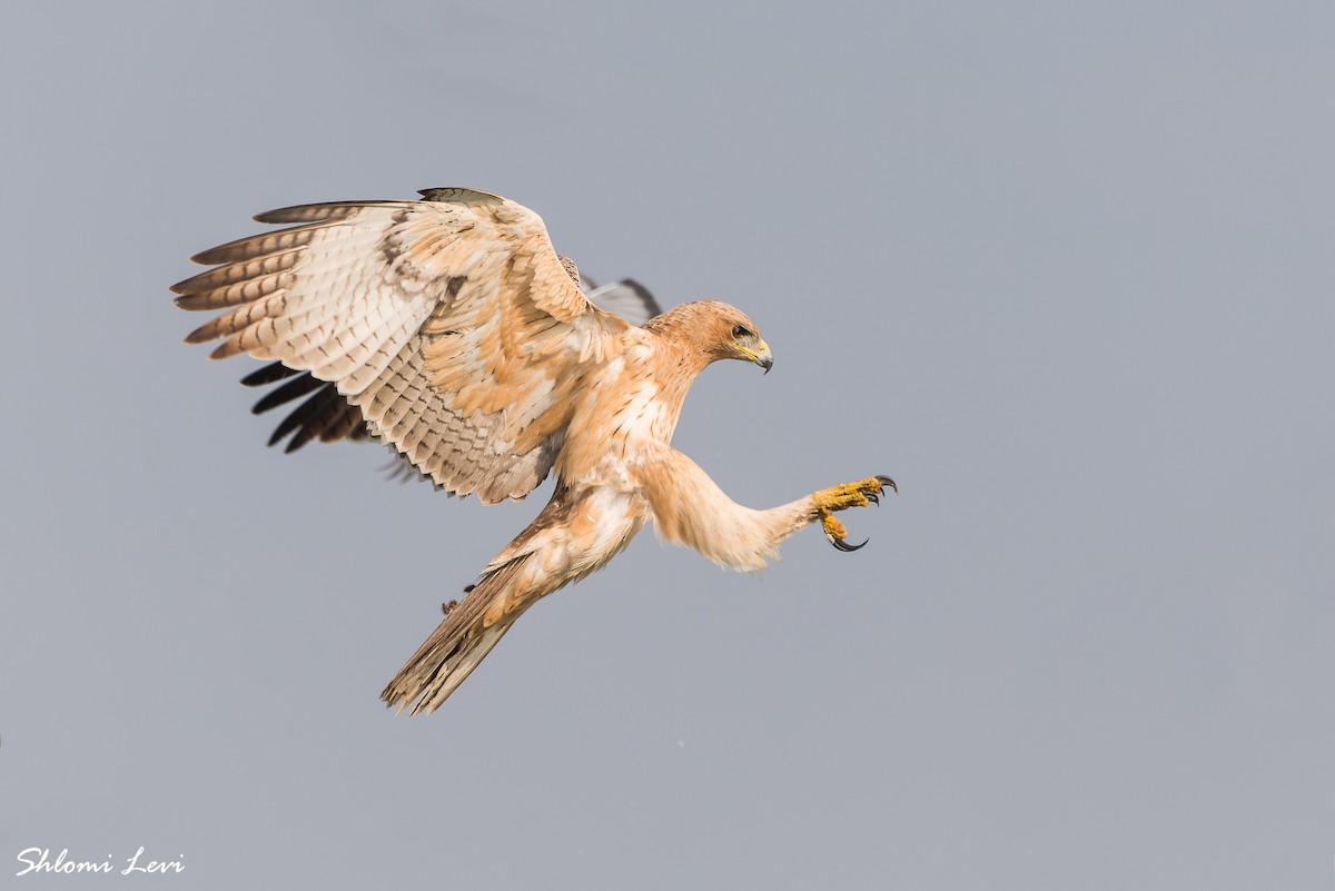 Águila Perdicera - ML527398721