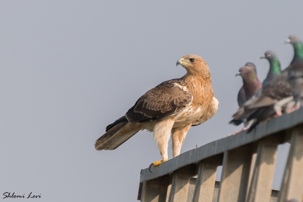 Bonelli's Eagle - ML527398911