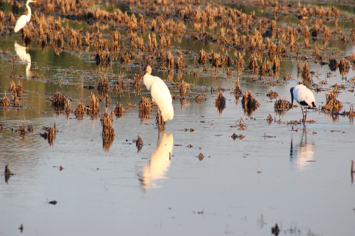 Wood Stork - ML527399801