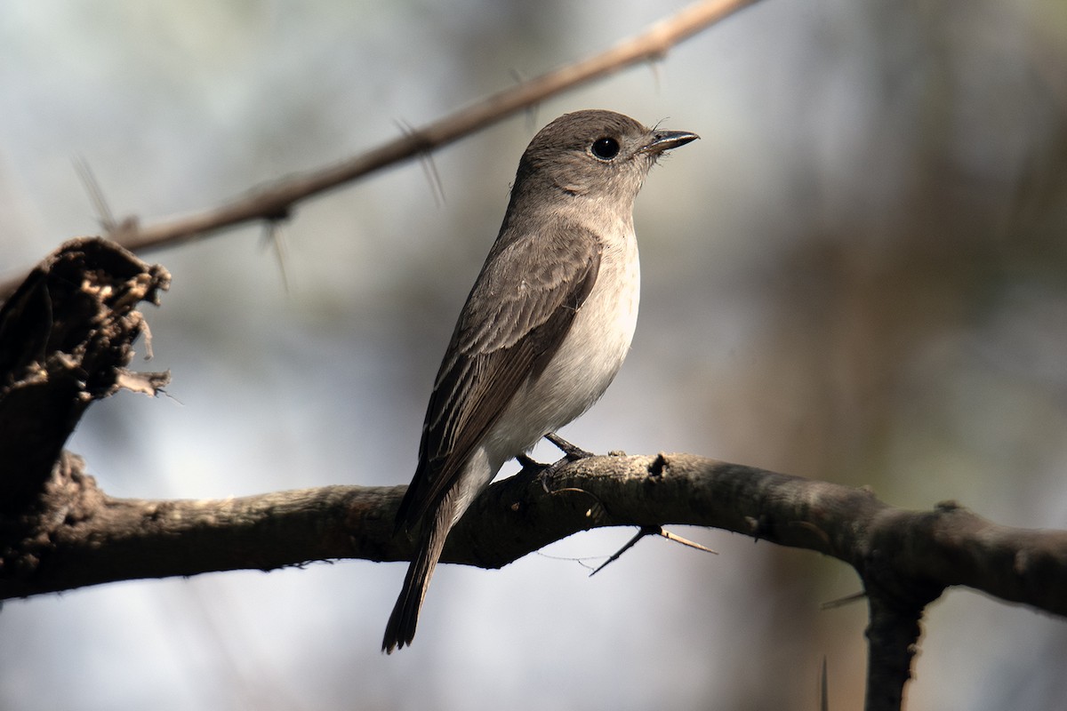 Asian Brown Flycatcher - Tarachand Wanvari