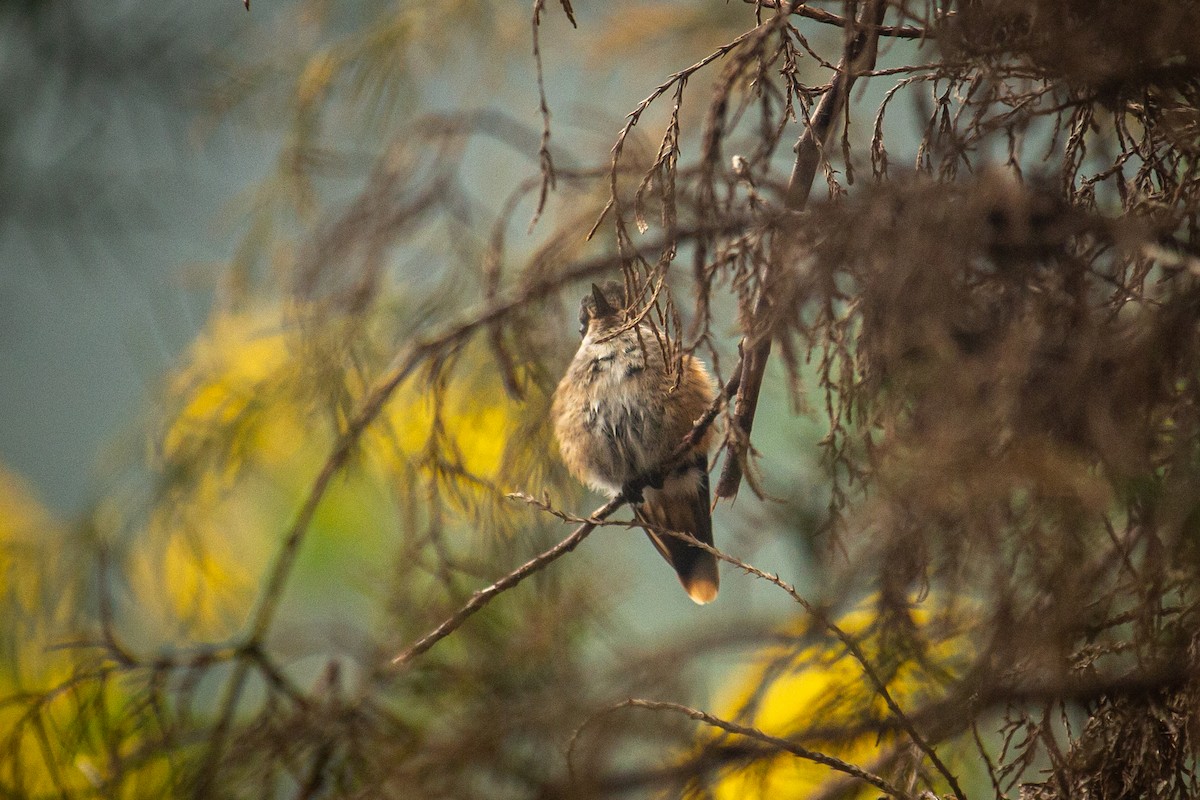 Speckled Hummingbird - ML527401601