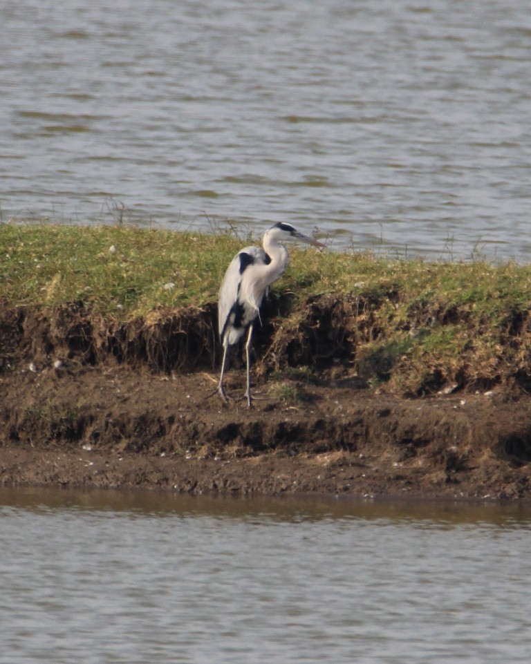 Gray Heron - Mayurika Leuva