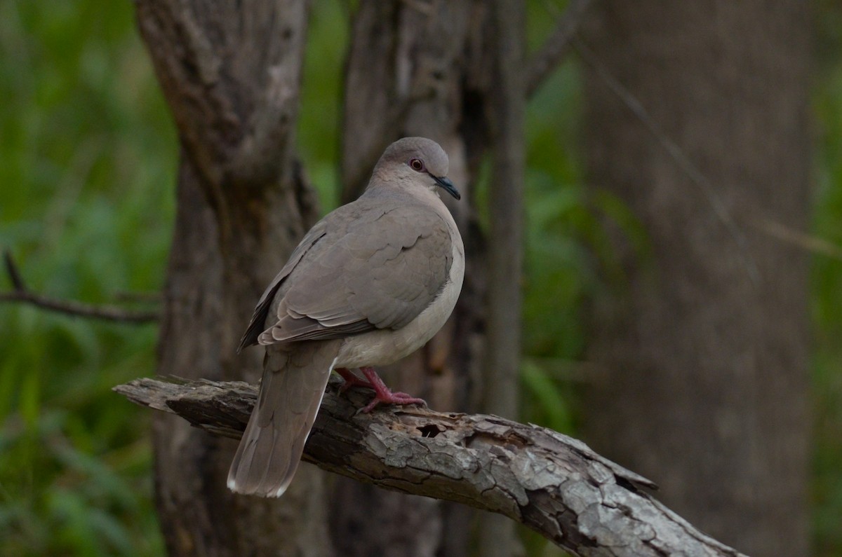 White-tipped Dove - Nathaniel Sharp