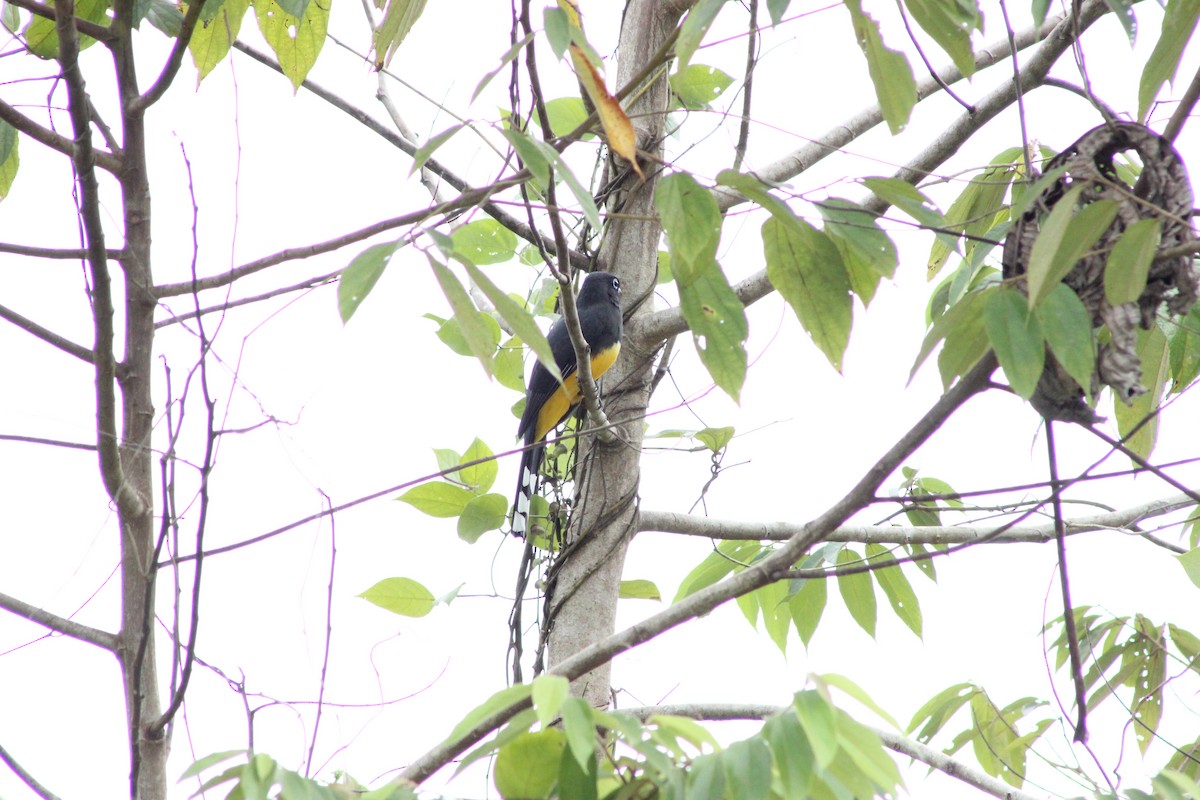 Trogon à tête noire - ML527405341