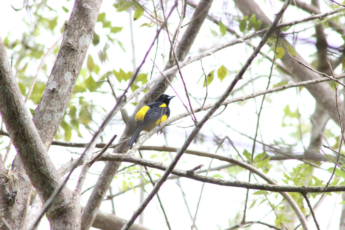 Black-cowled Oriole - ML527405581