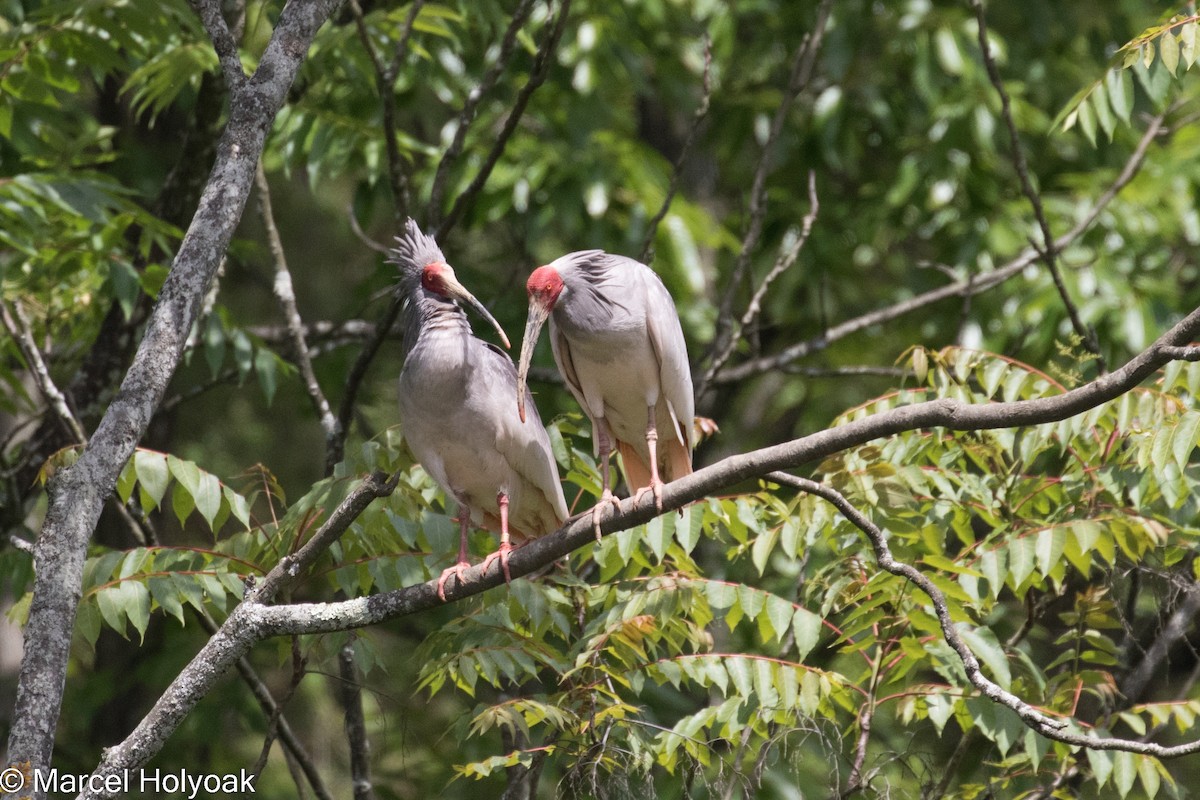 Crested Ibis - ML527405781