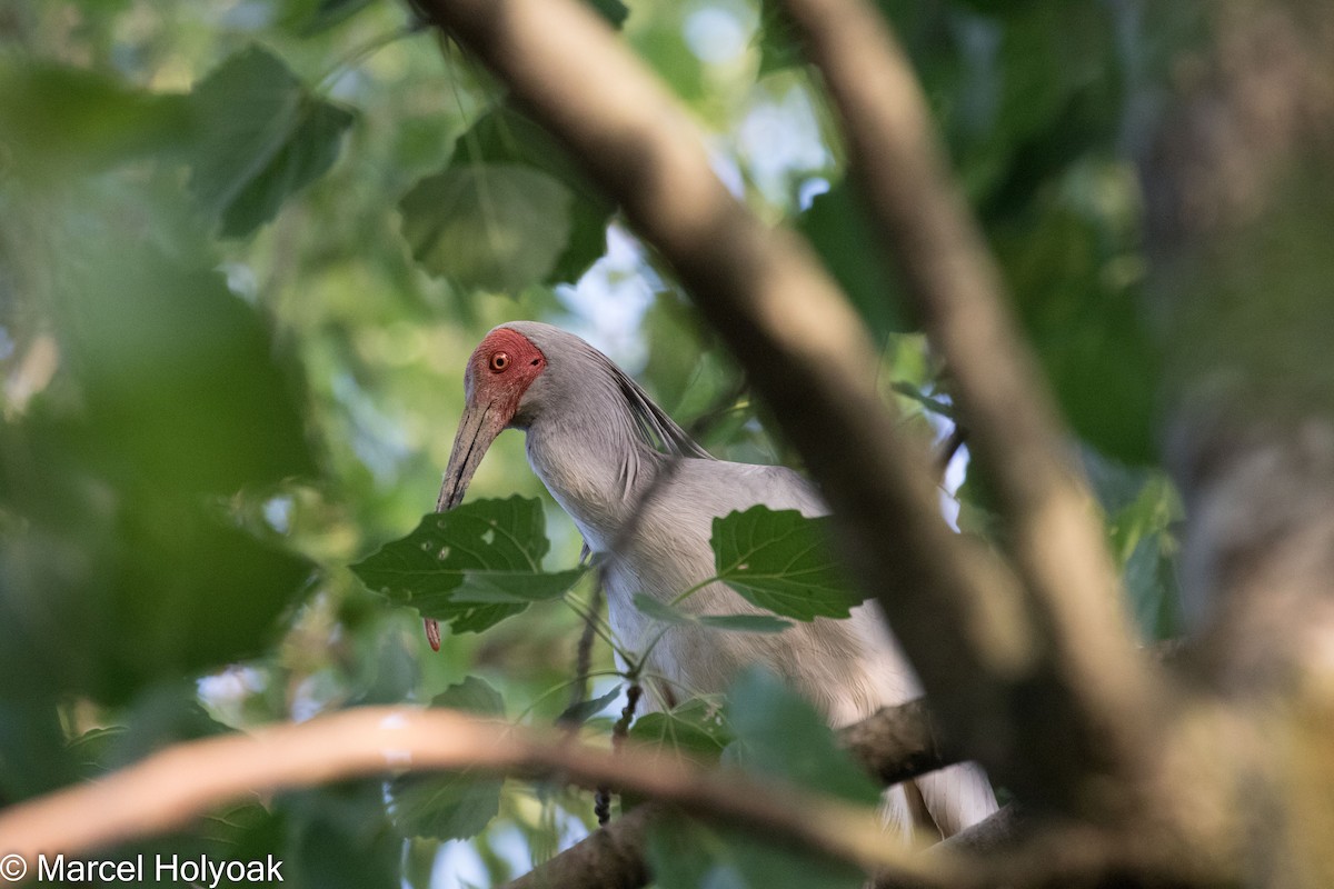 Crested Ibis - ML527405791