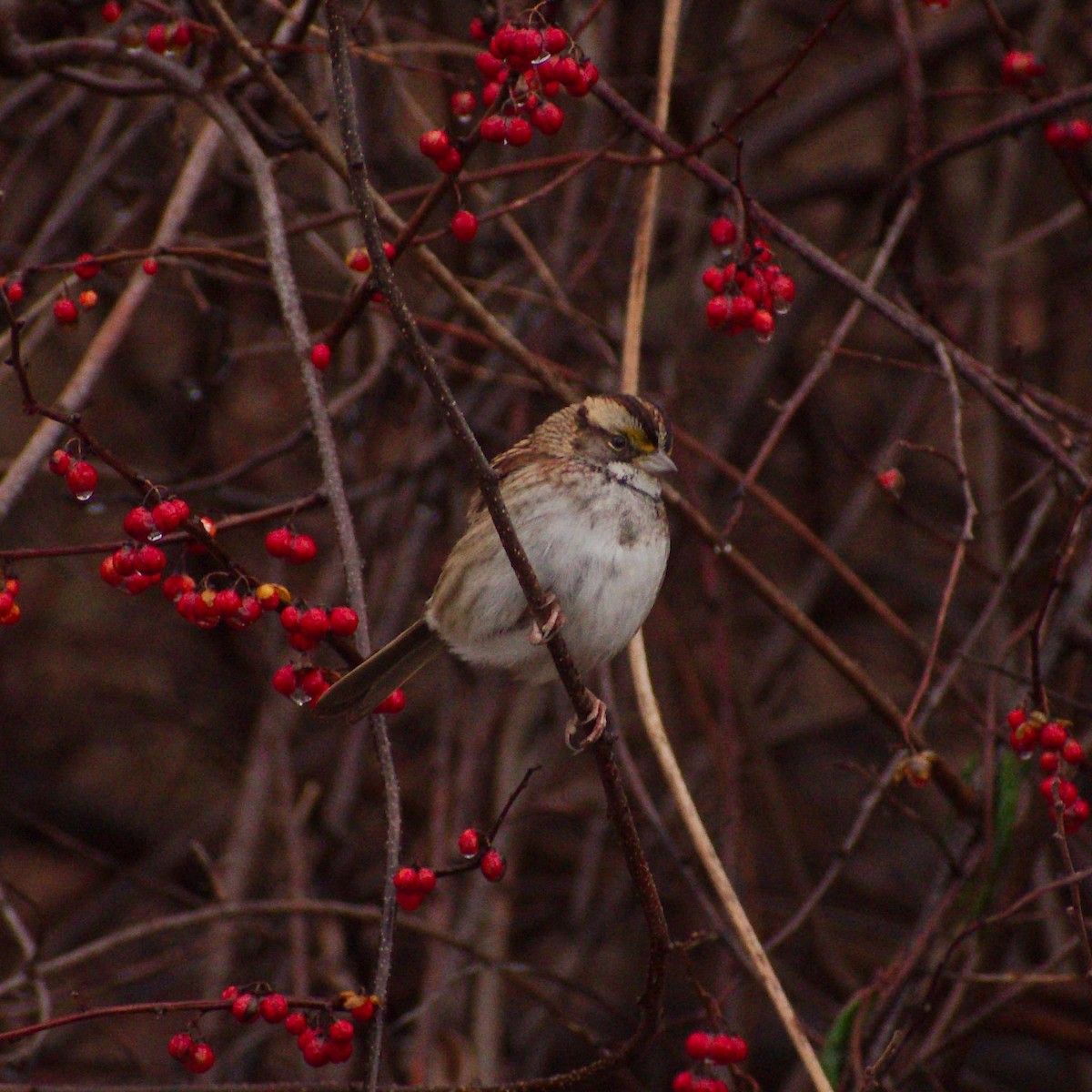 White-throated Sparrow - ML527406431