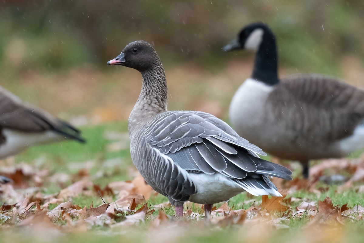 Pink-footed Goose - ML527406561