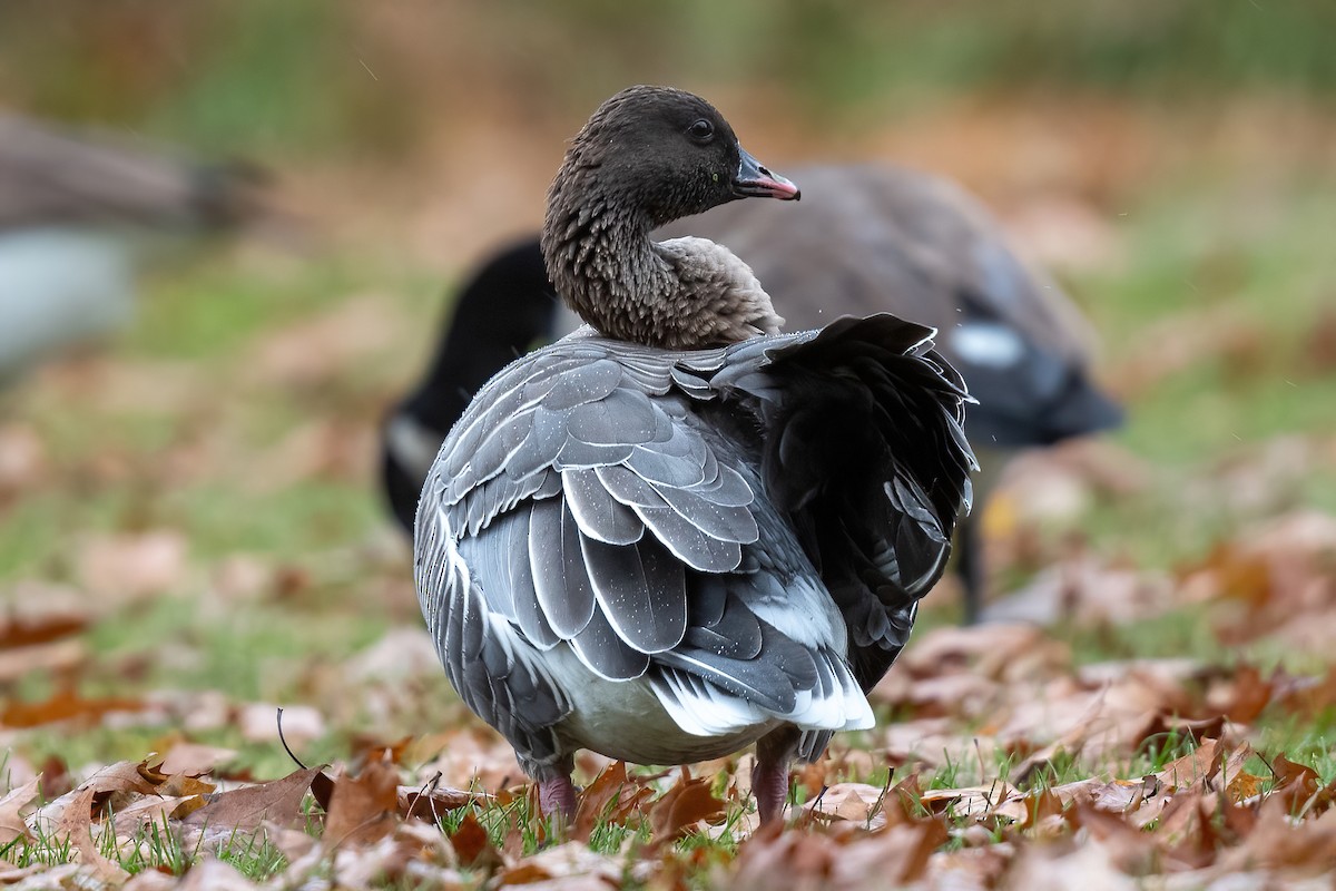 Pink-footed Goose - ML527406571
