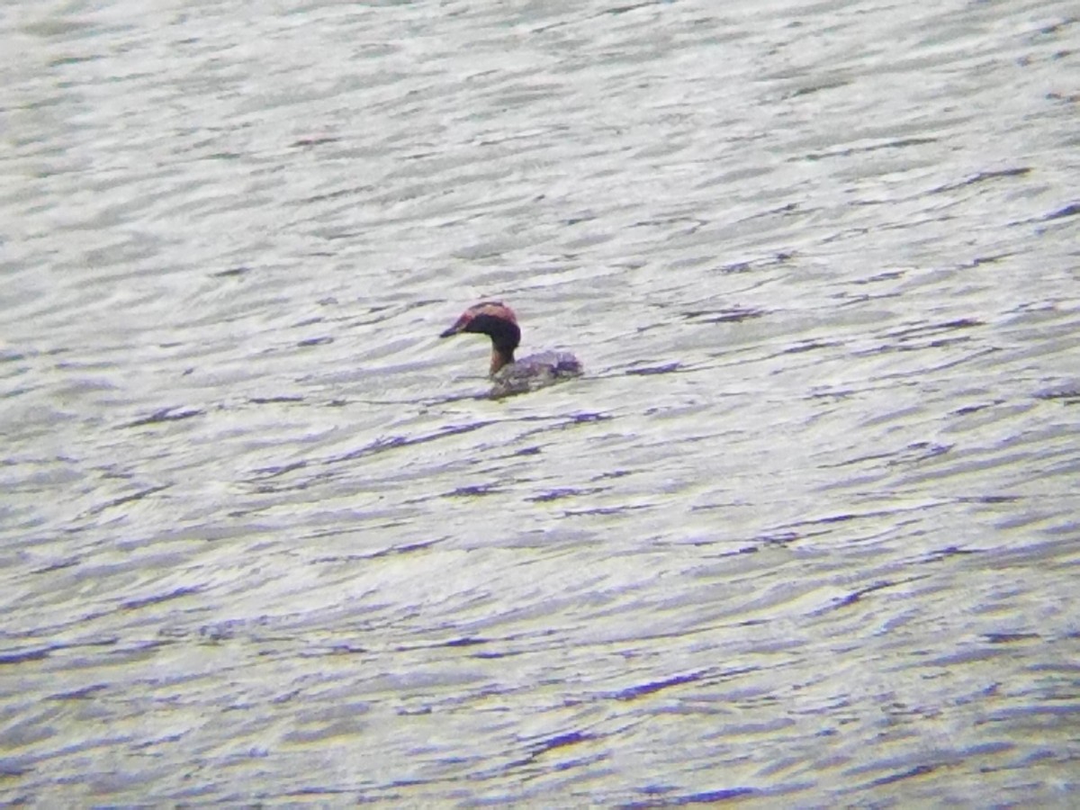 Horned Grebe - ML52740701