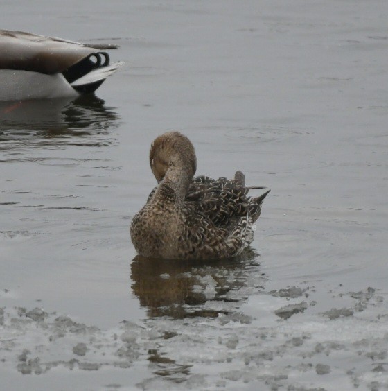 Northern Pintail - ML527407211