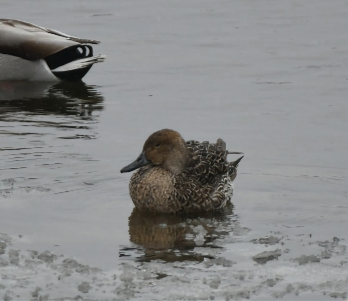 Northern Pintail - ML527407221