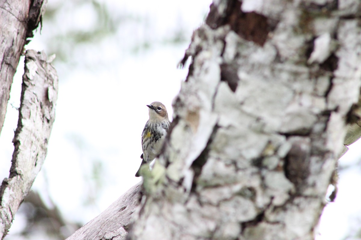 Yellow-rumped Warbler - ML527408211