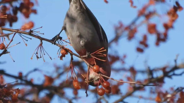 Pine Grosbeak - ML527408951