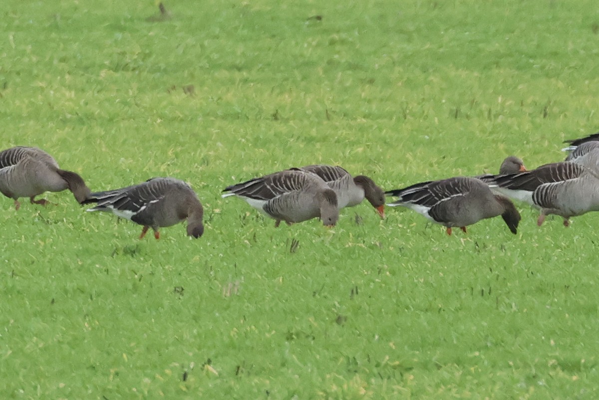 Tundra Bean-Goose - ML527409291