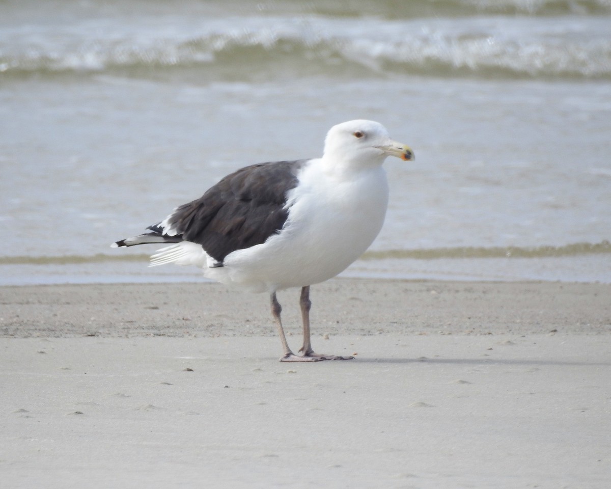 Great Black-backed Gull - ML527409831