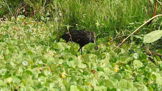 Limpkin - ML527409851