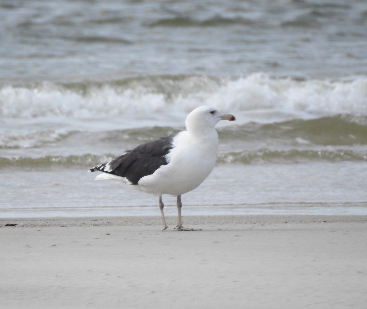 Great Black-backed Gull - ML527409981