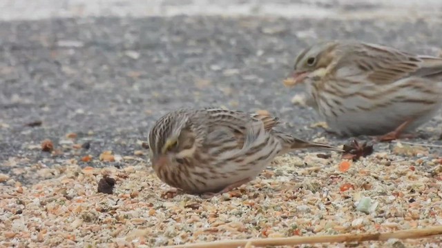 Savannah Sparrow (Ipswich) - ML527410761