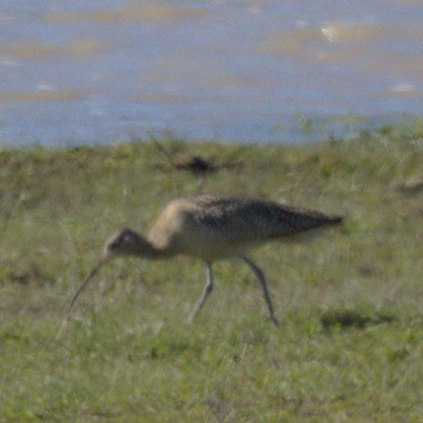 Long-billed Curlew - Sam Rawlins