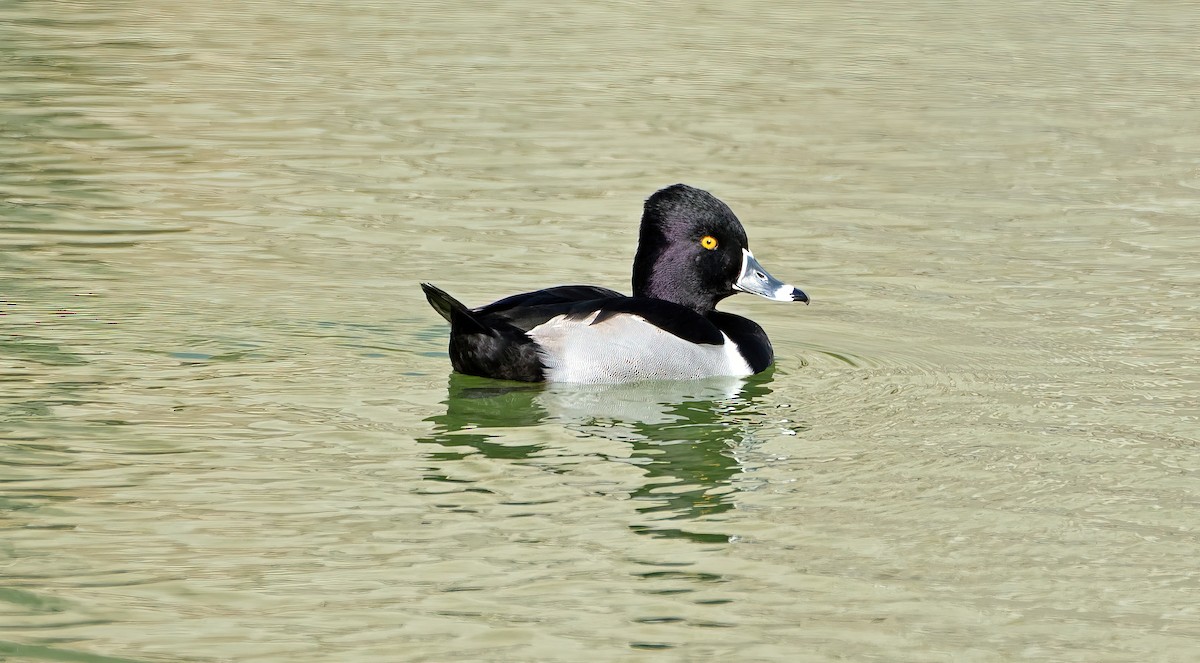 Ring-necked Duck - ML527412231