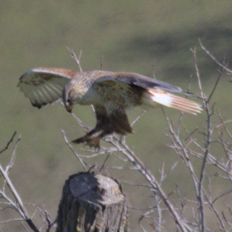 Ferruginous Hawk - ML527412271