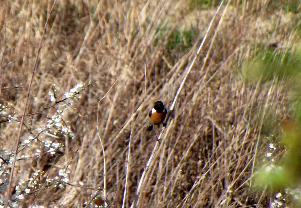 European Stonechat - Denis Ćoso