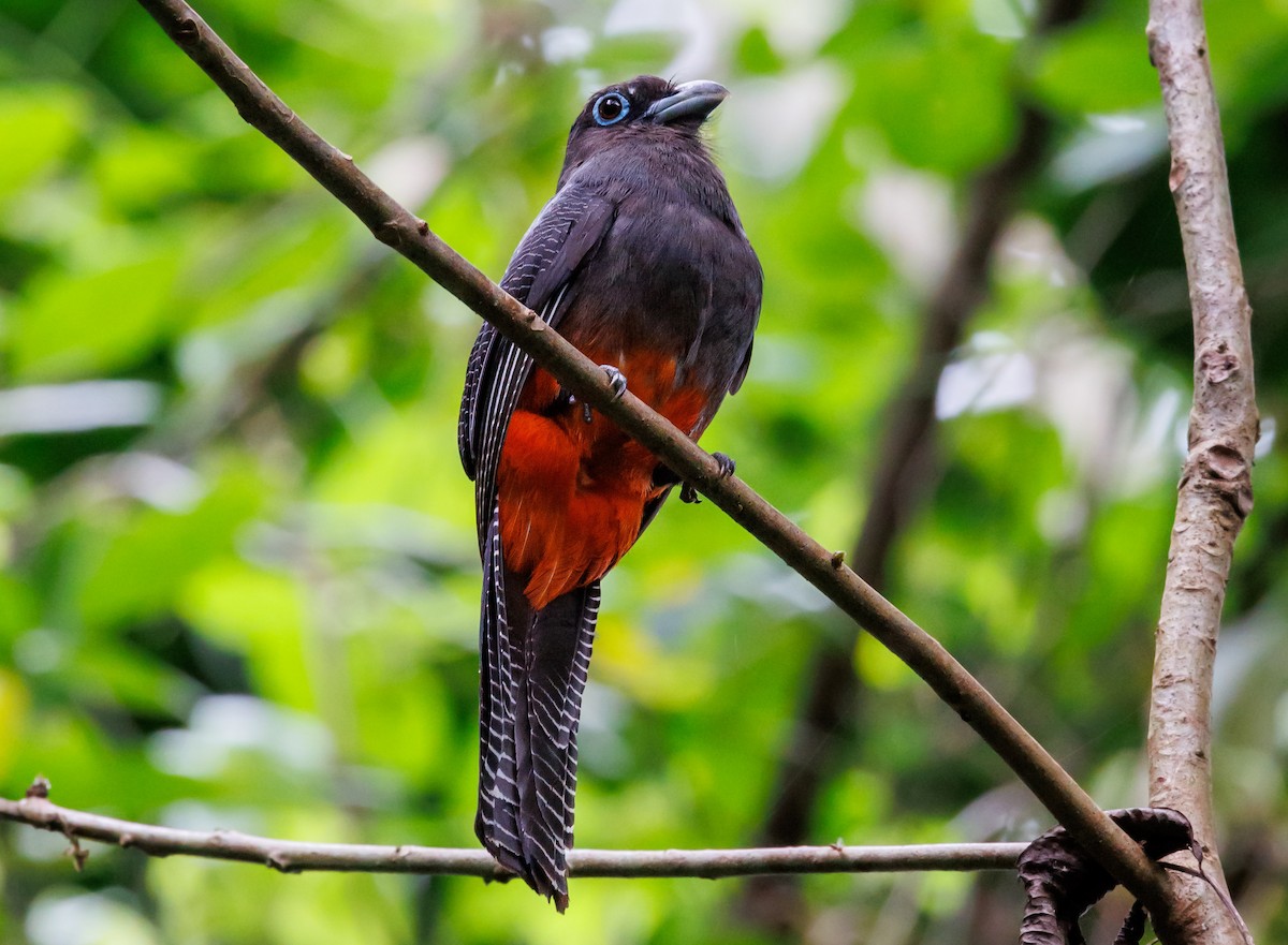 Baird's Trogon - Jonas Traber