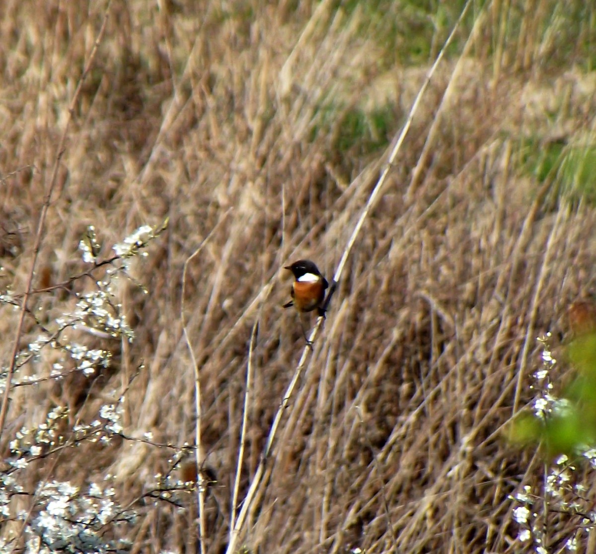 European Stonechat - ML52741291