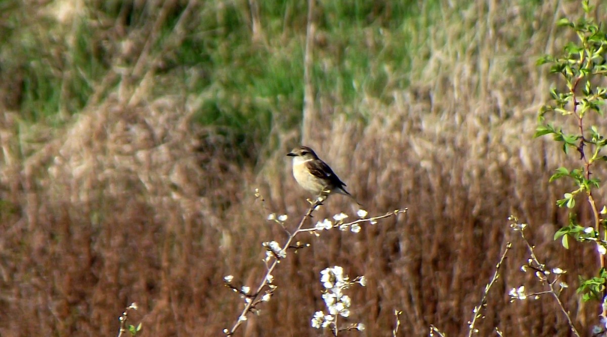 European Stonechat - ML52741301